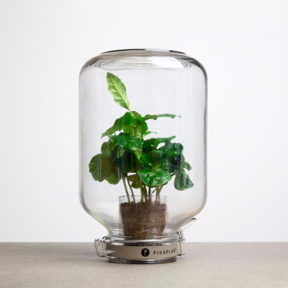 PIKAPLANT JAR | LUV Interior