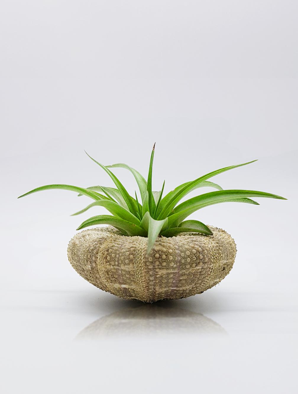 Tillandsien Pflanzen Natur Muschel Deko | Seeigel Gehuse Alfonso 7+cm|  Tillandsia Pflanze Muscheln Deko Seeigel | Maritime Dekoration |  NervosaCorner