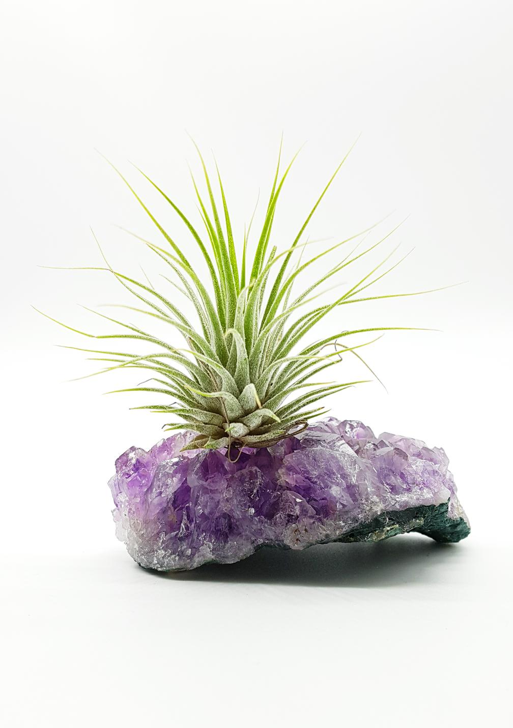 Tillandsien Pflanzen Mit Amethyst Druse Rohstck L Grosse | Luftpflanzen  Deko Mit Amethyst Kristall | Amethyst Geode | NervosaCorner