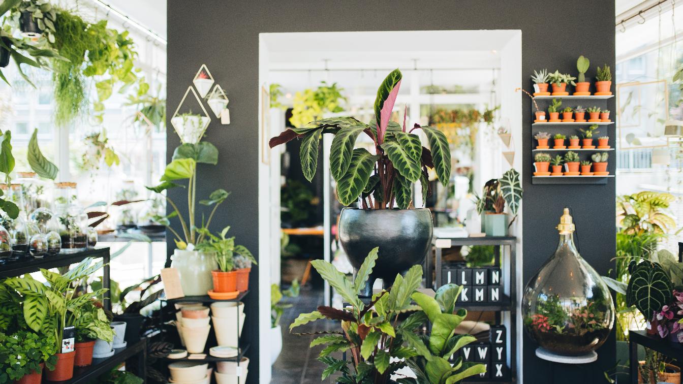 Winkel van Sinkel Plantstation  The future is green in Hamburg Hoheluft |  Findeling