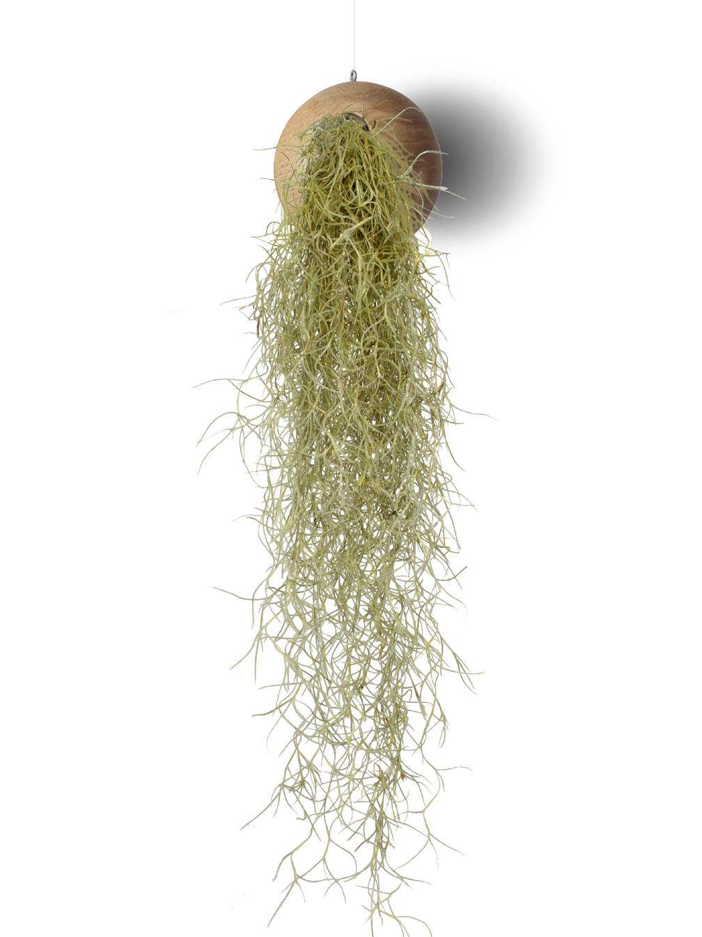 Tillandsien Pflanzen Mit Blumentopf Hängende Holz Natur 10 cm | Makramee Blumenampel | Hängeampel Für Blumen | Tillandsia Pflanze Übertopf Hängend | Luftpflanzen Hängetopf Für Büro Und Haus
